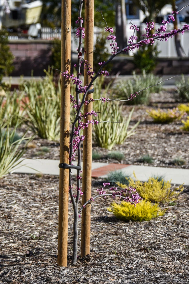 Ventura Drought Friendly Landscape by Scarlett's Landscape, Inc. - Photo 4