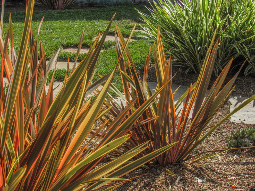 Dos Caminos by Scarlett's Landscape, Inc. - Photo 6