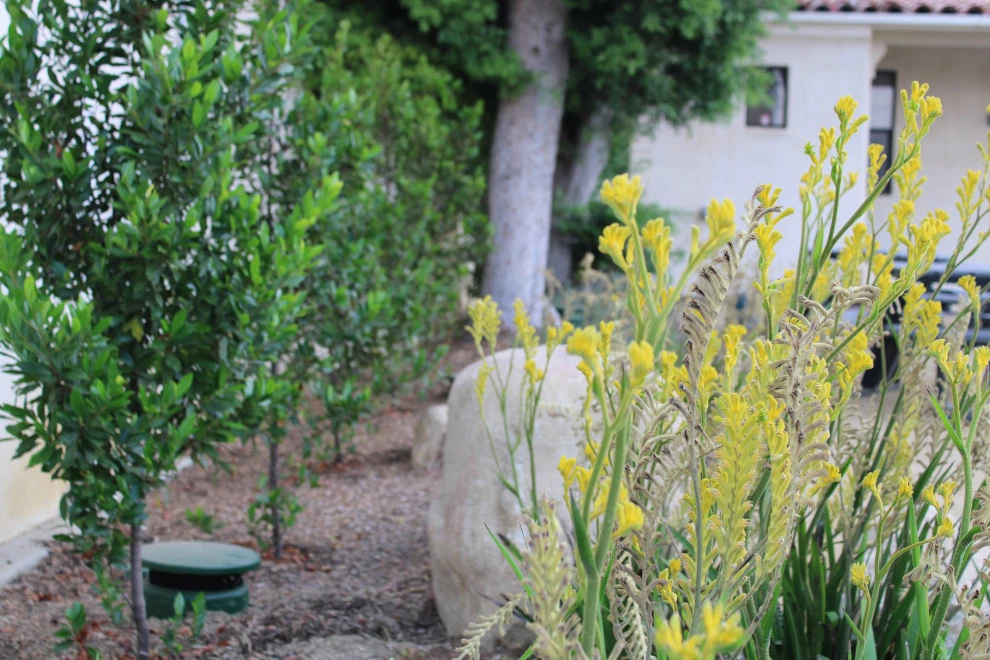 Santa Clara by Scarlett's Landscape, Inc. - Photo 8
