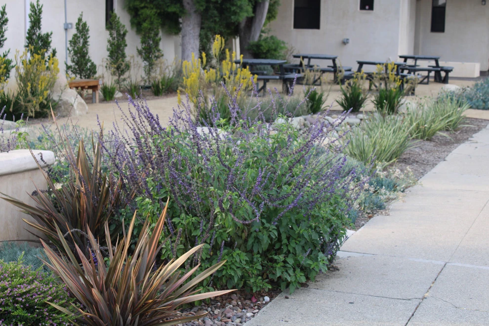 Santa Clara by Scarlett's Landscape, Inc. - Photo 11