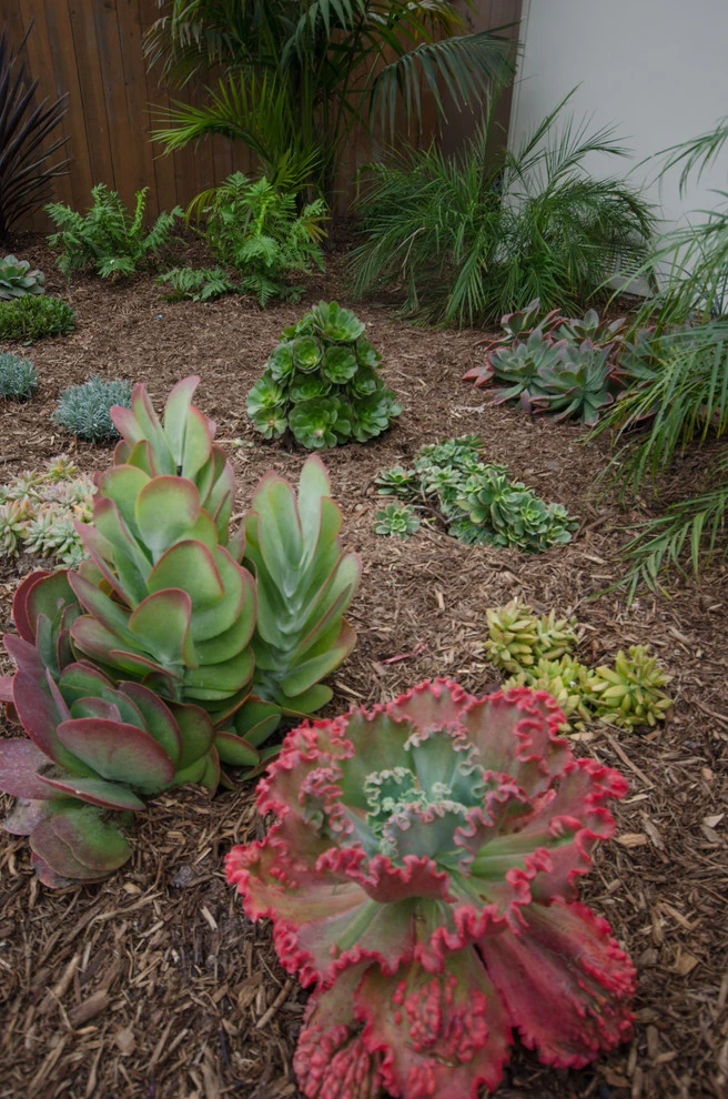 Carpinteria Modern Front Yard Upgrade by Scarlett's Landscape, Inc. - Photo 10