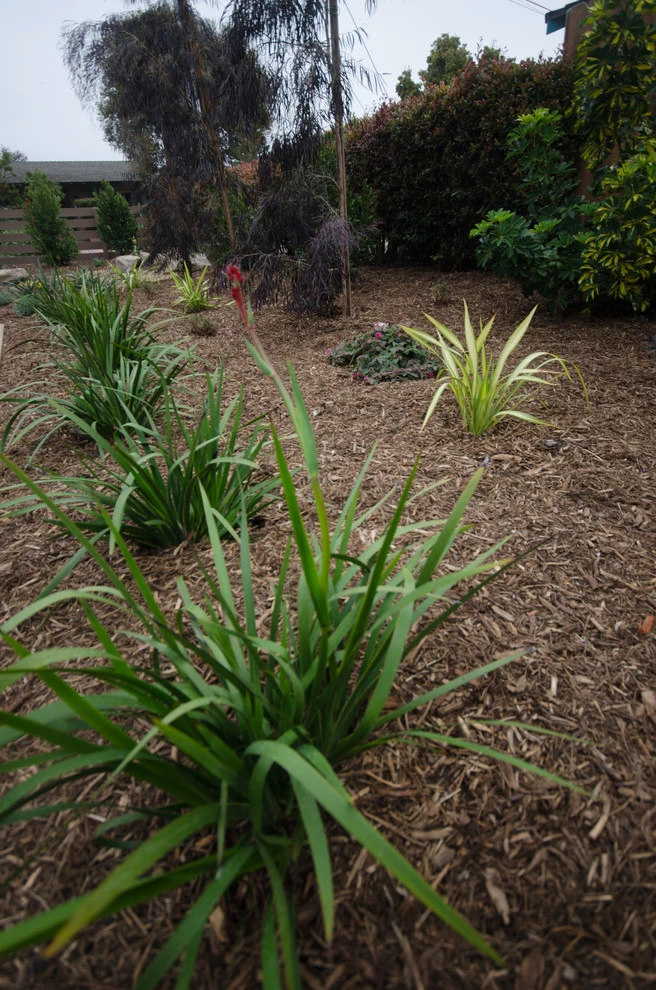 Carpinteria Modern Front Yard Upgrade by Scarlett's Landscape, Inc. - Photo 7