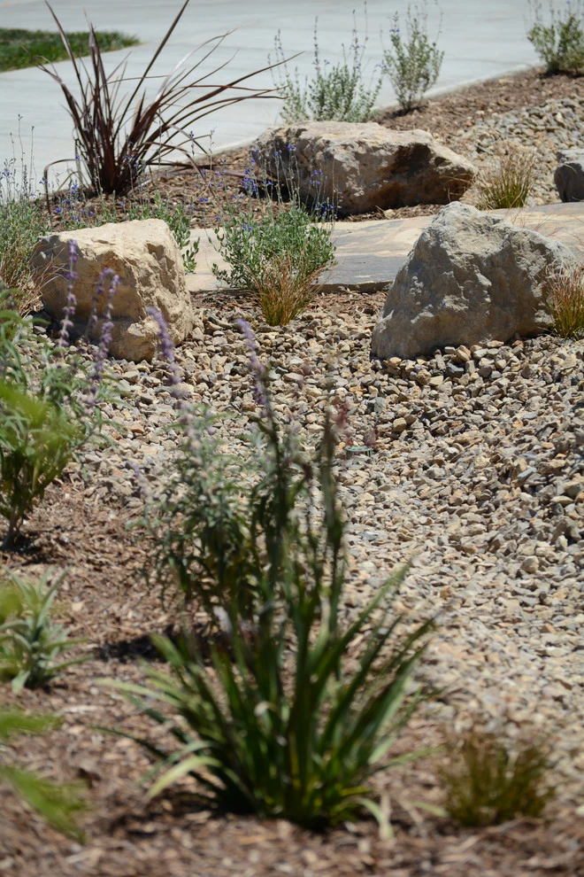 Drought Friendly in Fillmore by Scarlett's Landscape, Inc. - Photo 16
