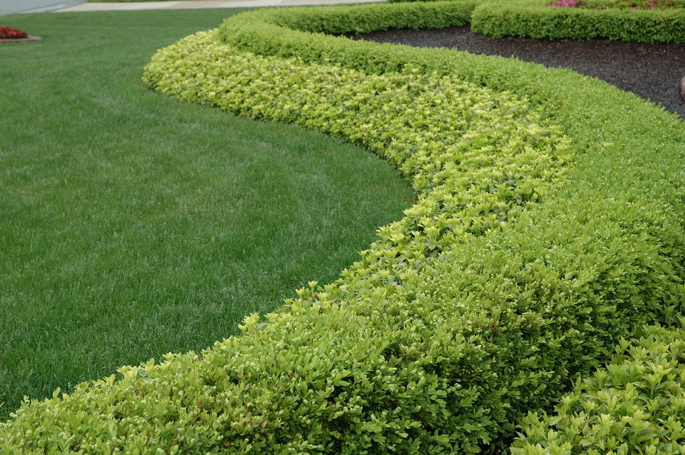 Verdi Ann Arbor by Land Architects, Inc. - Photo 2