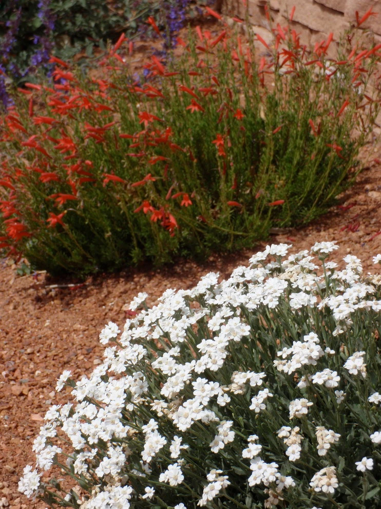 Lomas & Tramway by Waterwise Landscapes Incorporated - Photo 3