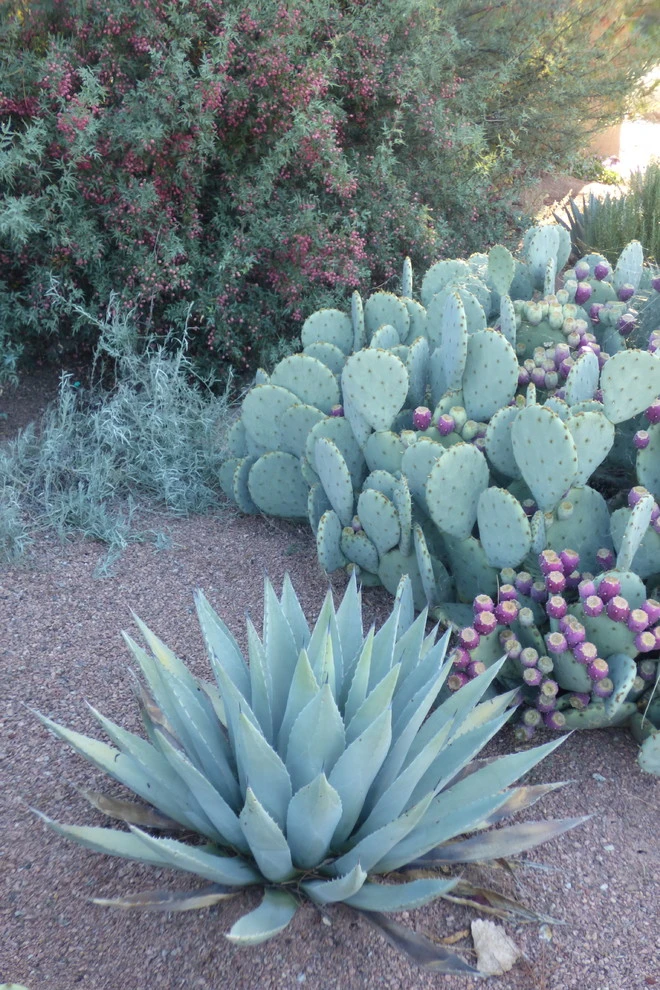 Valley xeric by Waterwise Landscapes Incorporated - Photo 9