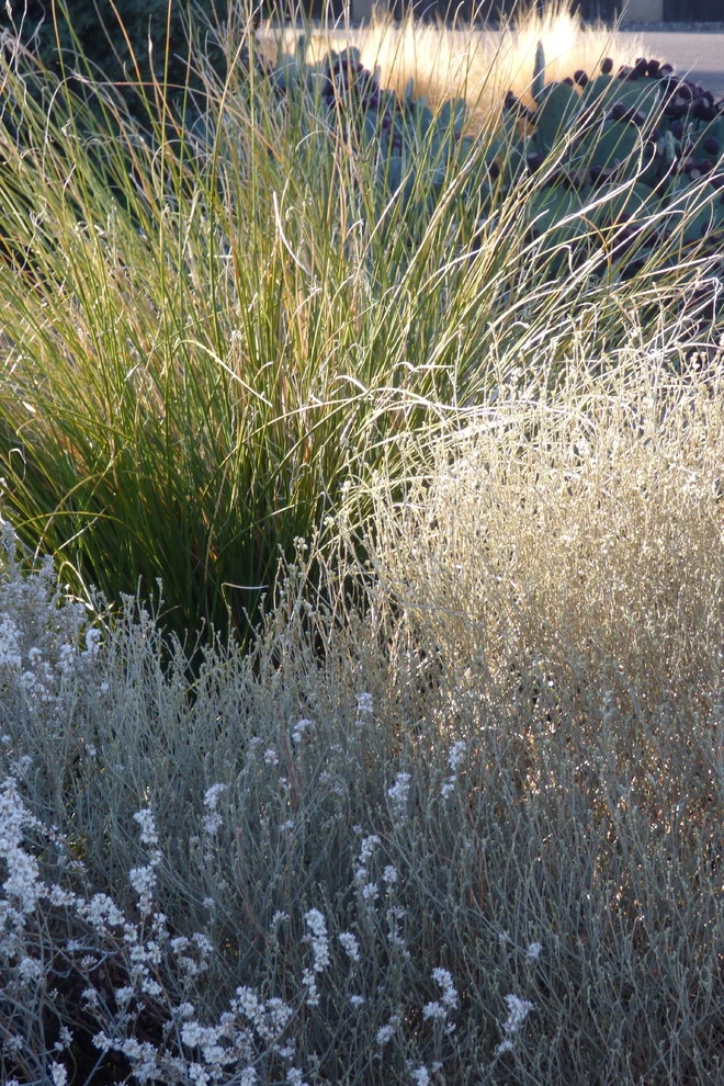Valley xeric by Waterwise Landscapes Incorporated - Photo 6