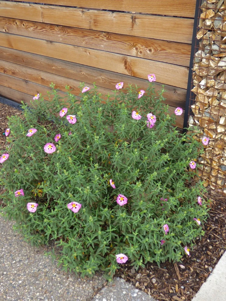 Waterwise Landscapes office by Waterwise Landscapes Incorporated - Photo 6