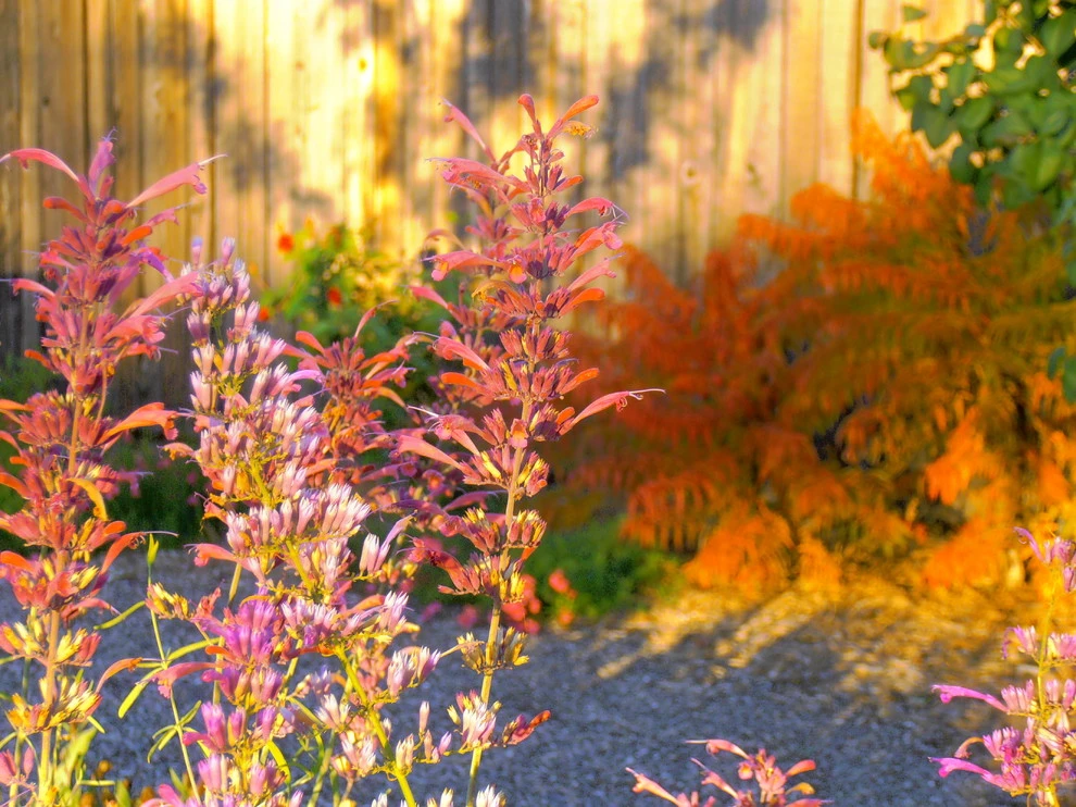Valley backyard by Waterwise Landscapes Incorporated - Photo 28