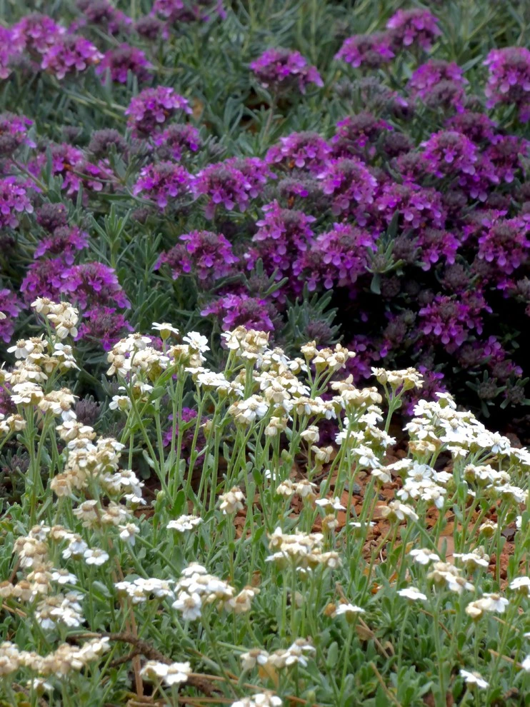 Lomas & Tramway by Waterwise Landscapes Incorporated - Photo 8