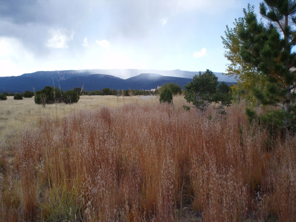 East Mountains by Waterwise Landscapes Incorporated - Photo 2