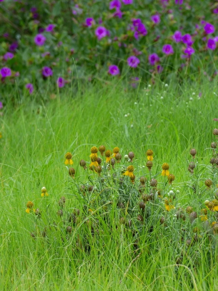 Valley backyard by Waterwise Landscapes Incorporated - Photo 146