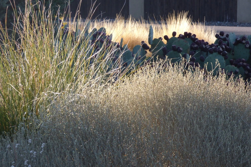 Valley xeric by Waterwise Landscapes Incorporated - Photo 10