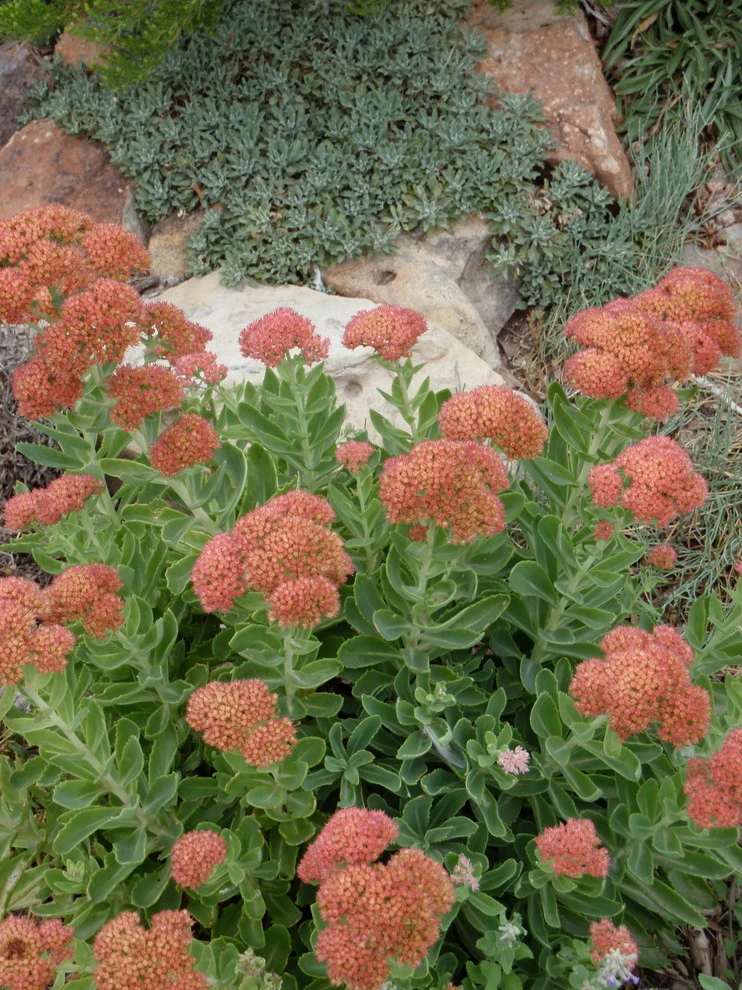 Valley backyard by Waterwise Landscapes Incorporated - Photo 163