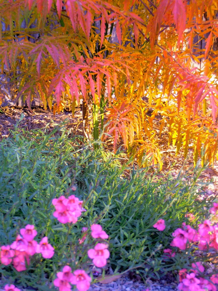 Valley backyard by Waterwise Landscapes Incorporated - Photo 11