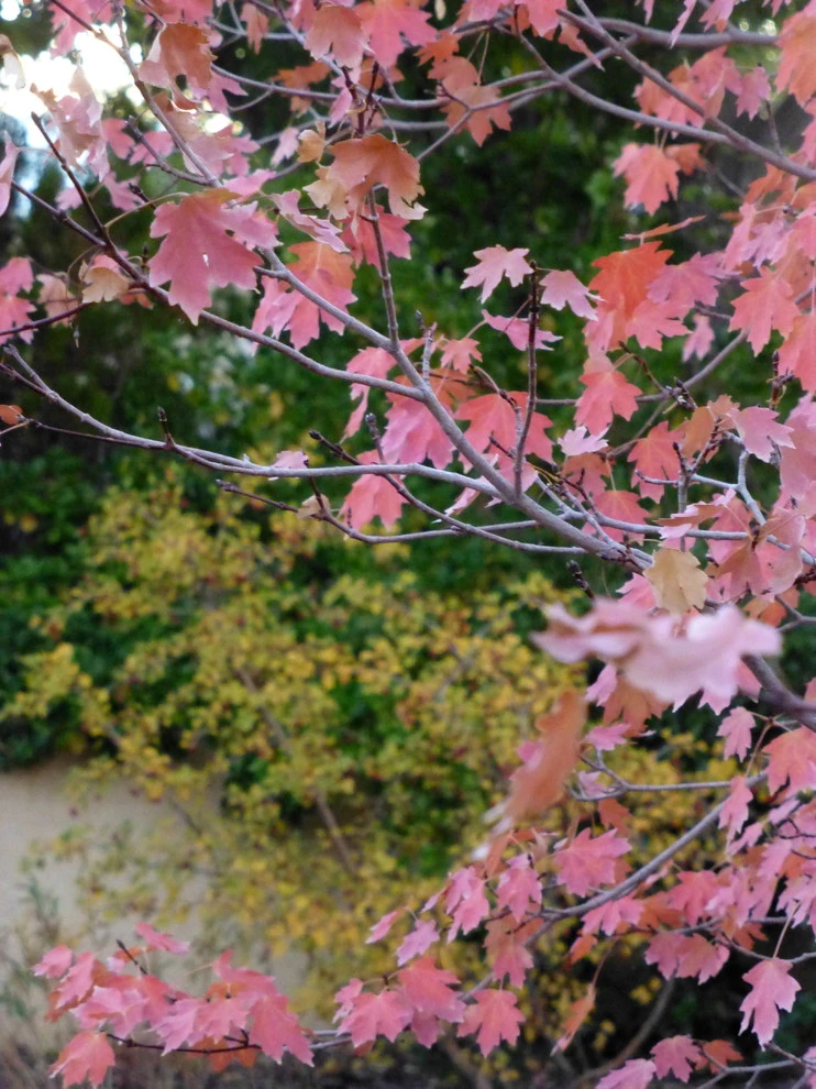 Valley backyard by Waterwise Landscapes Incorporated - Photo 156