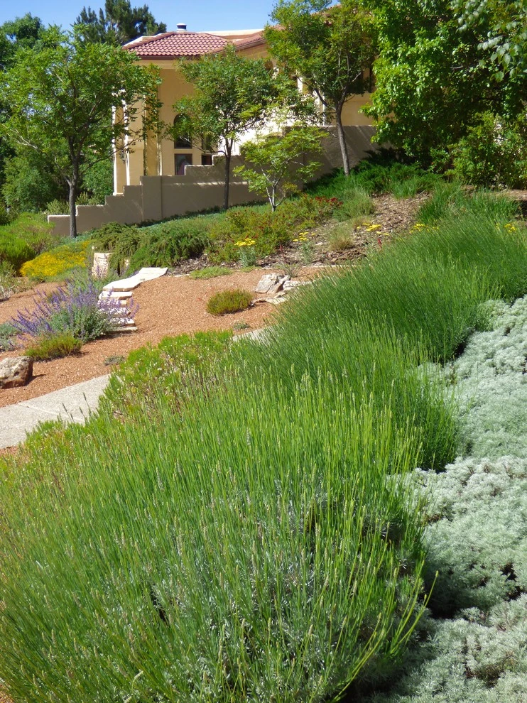 Lomas & Tramway by Waterwise Landscapes Incorporated - Photo 7