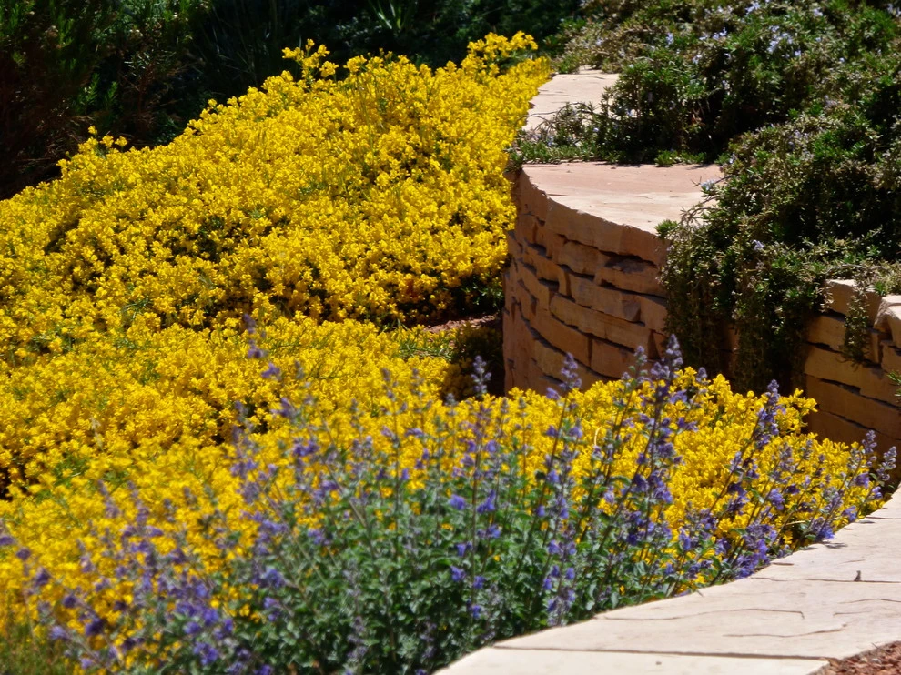 Lomas & Tramway by Waterwise Landscapes Incorporated - Photo 11