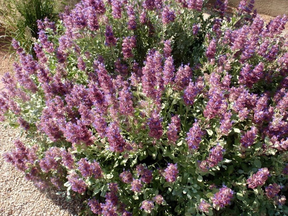 Matthew Meadows by Waterwise Landscapes Incorporated - Photo 3