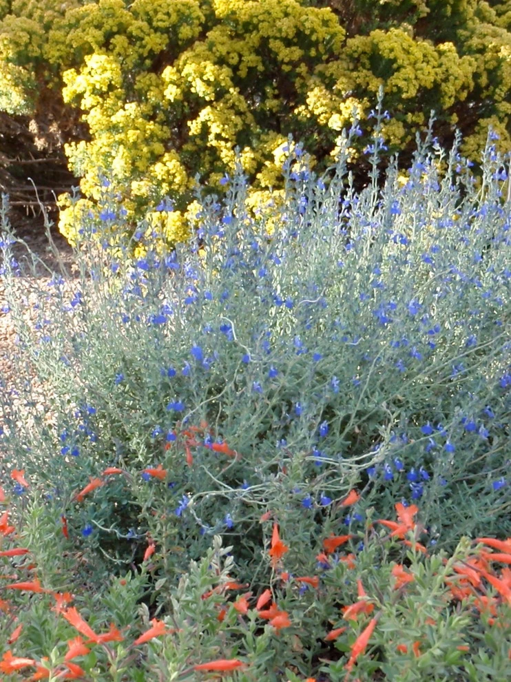 Matthew Meadows by Waterwise Landscapes Incorporated - Photo 6