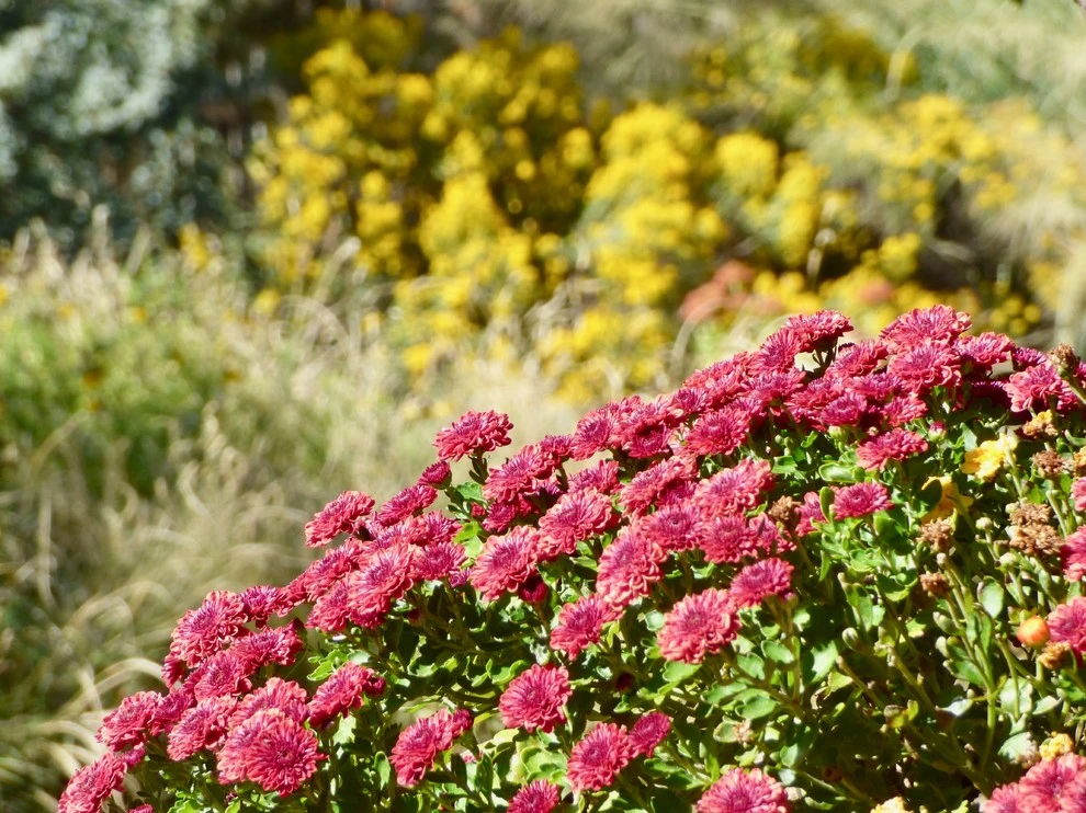 Valley backyard by Waterwise Landscapes Incorporated - Photo 10