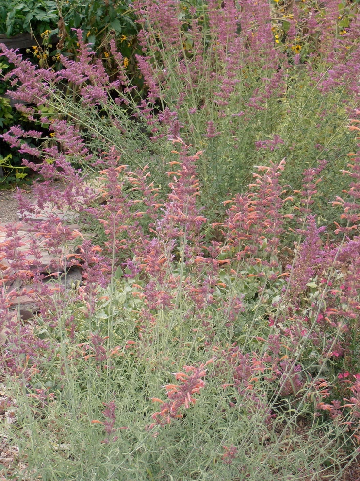 Valley backyard by Waterwise Landscapes Incorporated - Photo 110