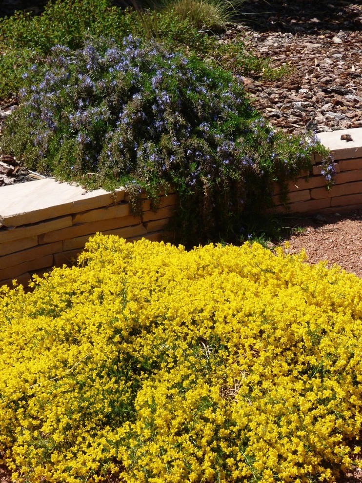 Lomas & Tramway by Waterwise Landscapes Incorporated - Photo 4