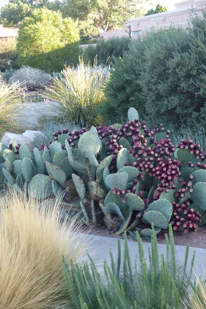 Valley xeric by Waterwise Landscapes Incorporated - Photo 2