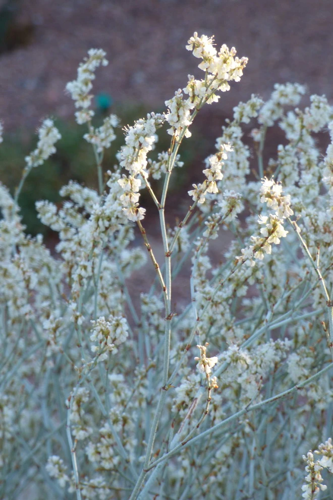Valley xeric by Waterwise Landscapes Incorporated - Photo 8