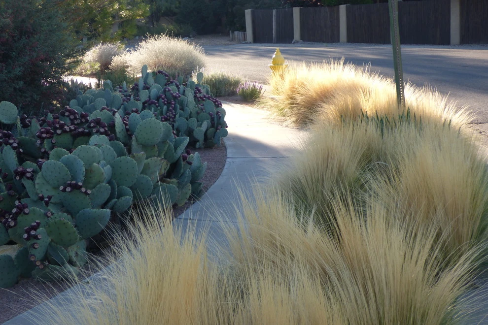 Valley xeric by Waterwise Landscapes Incorporated - Photo 5
