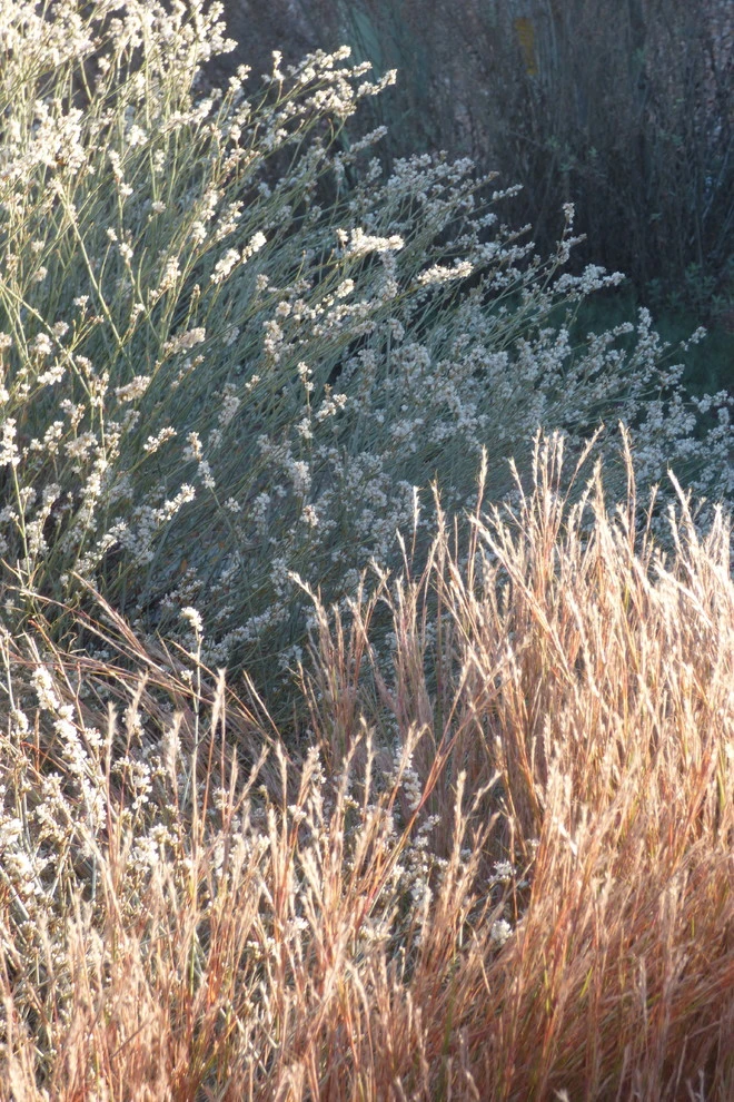 Valley xeric by Waterwise Landscapes Incorporated - Photo 3