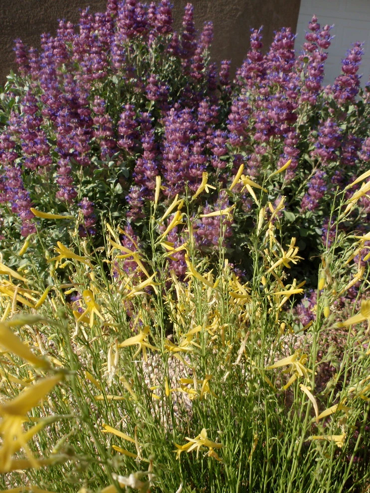 Matthew Meadows by Waterwise Landscapes Incorporated - Photo 7