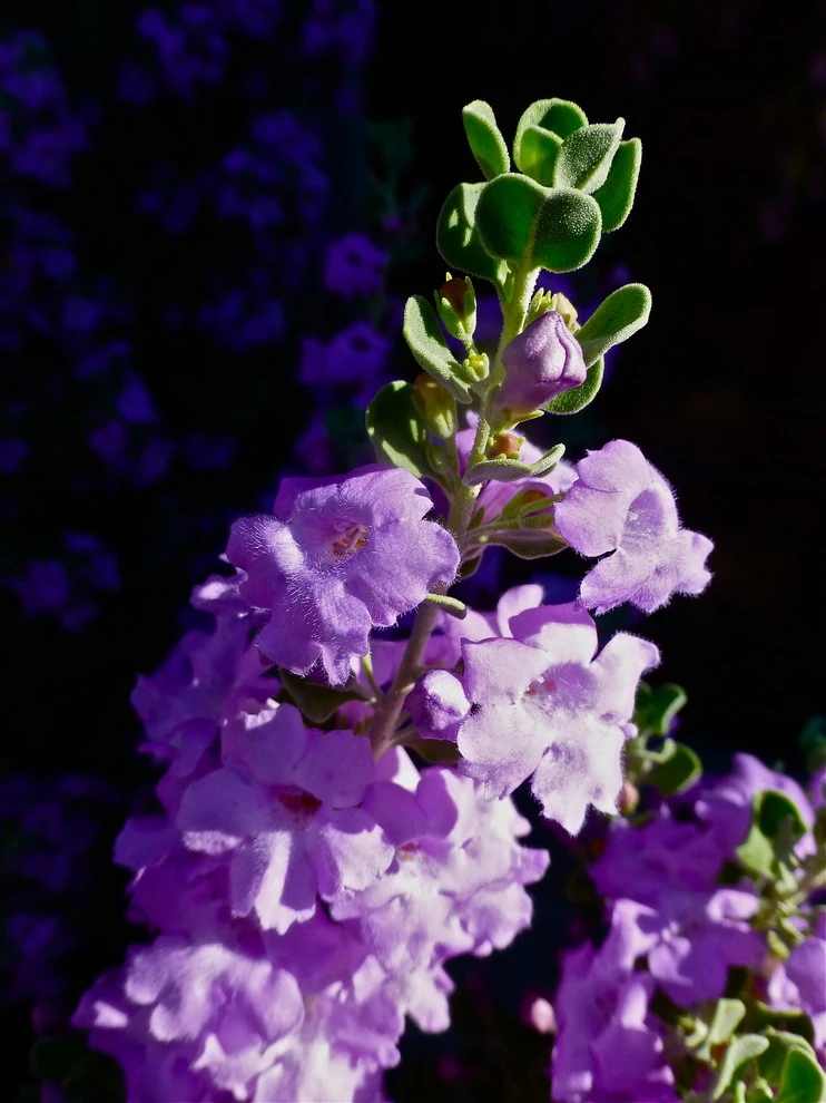 Valley backyard by Waterwise Landscapes Incorporated - Photo 27