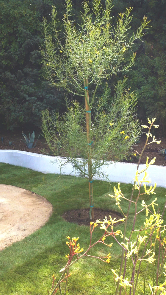 Laurelcrest Drive, Los Angeles by Weeds Garden Design Build LLC - Photo 5