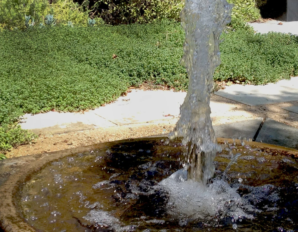 Glendon Avenue, West Los Angeles by Weeds Garden Design Build LLC - Photo 9