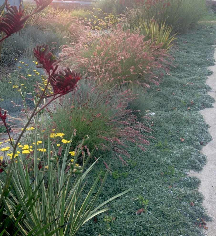 Washington Place, Culver City by Weeds Garden Design Build LLC - Photo 6