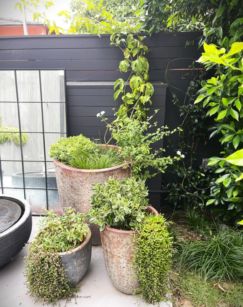 Wade Street. Mar Vista by Weeds Garden Design Build LLC - Photo 2