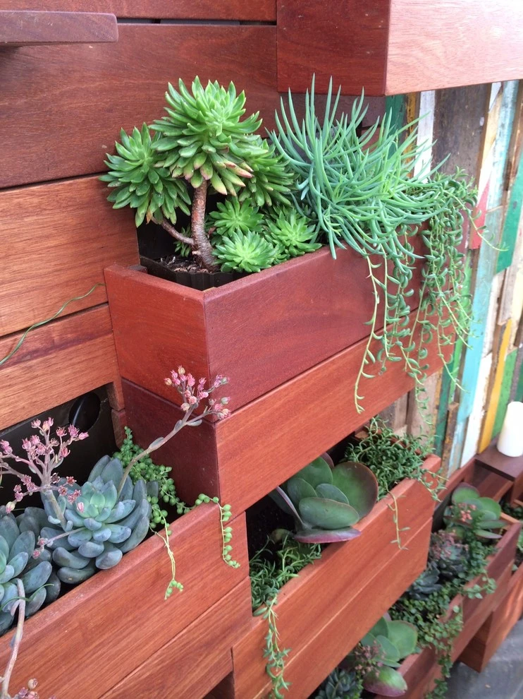 Ocean Front Walk, Marina del Rey by Weeds Garden Design Build LLC - Photo 9