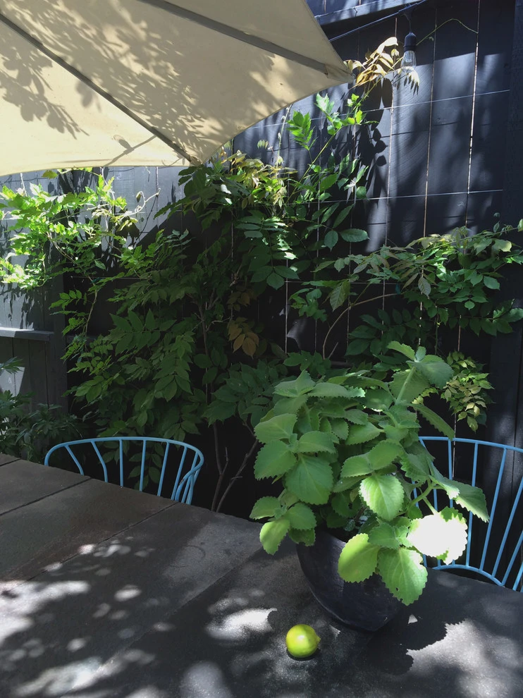 Veteran Avenue, Mar Vista by Weeds Garden Design Build LLC - Photo 12