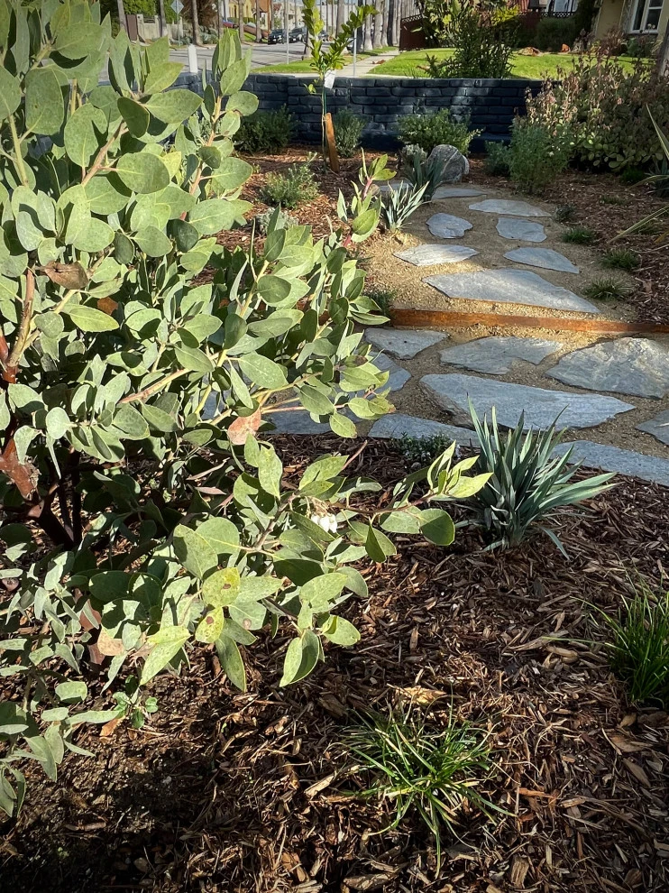 Rimpau Blvd, Los Angeles by Weeds Garden Design Build LLC - Photo 4