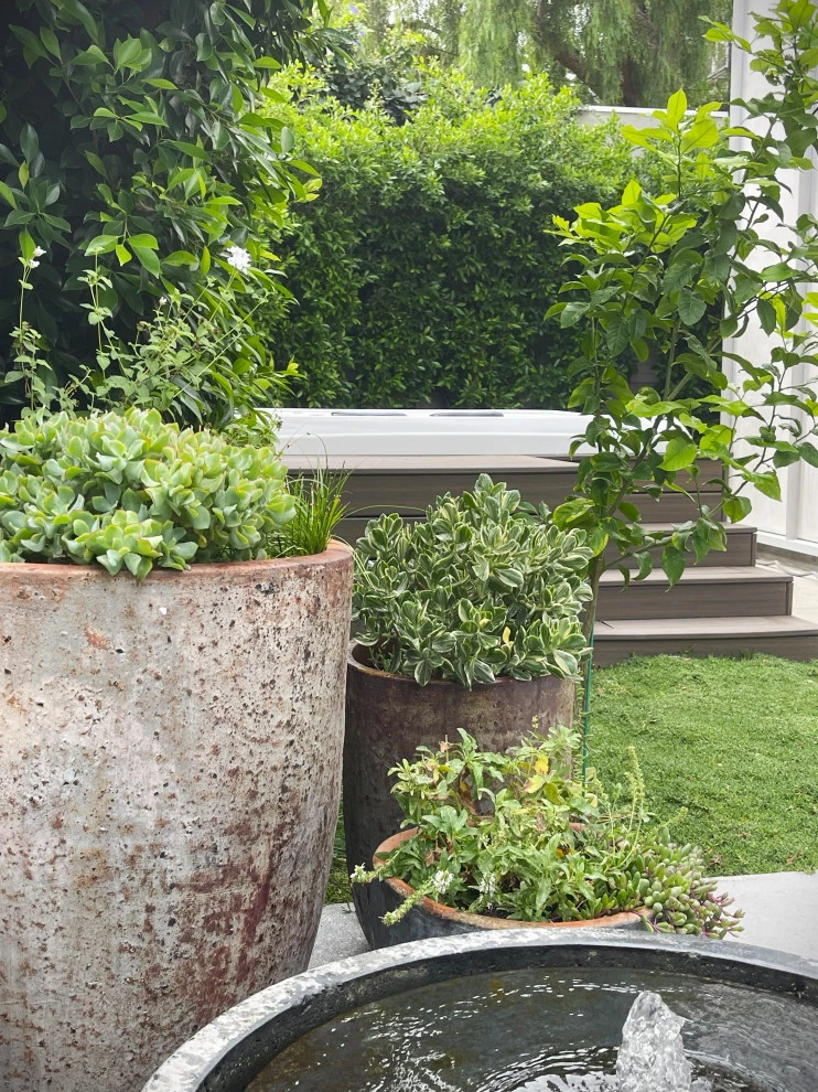 Wade Street. Mar Vista by Weeds Garden Design Build LLC - Photo 5