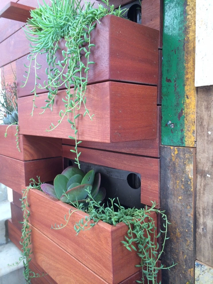 Ocean Front Walk, Marina del Rey by Weeds Garden Design Build LLC - Photo 3