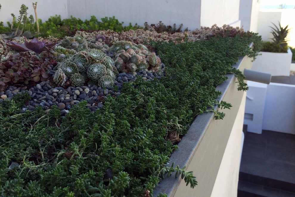 Ocean Front Walk, Marina del Rey by Weeds Garden Design Build LLC - Photo 4
