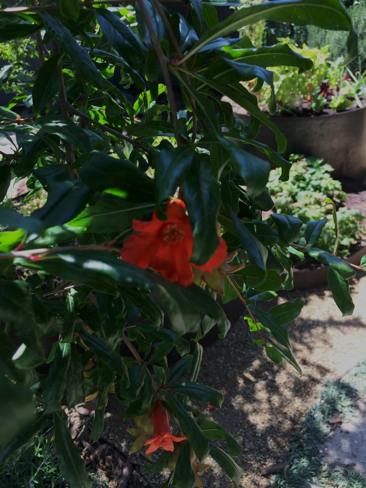 Veteran Avenue, Mar Vista by Weeds Garden Design Build LLC - Photo 19