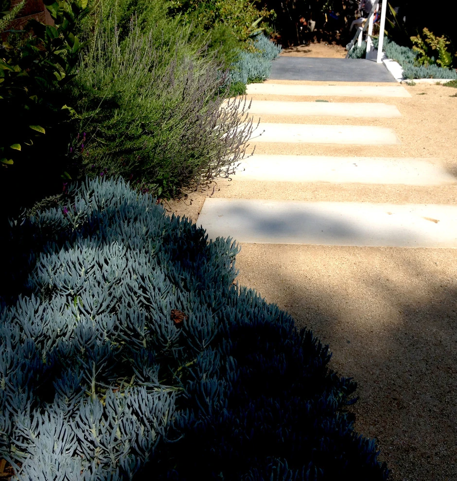 Glendon Avenue, West Los Angeles by Weeds Garden Design Build LLC - Photo 7