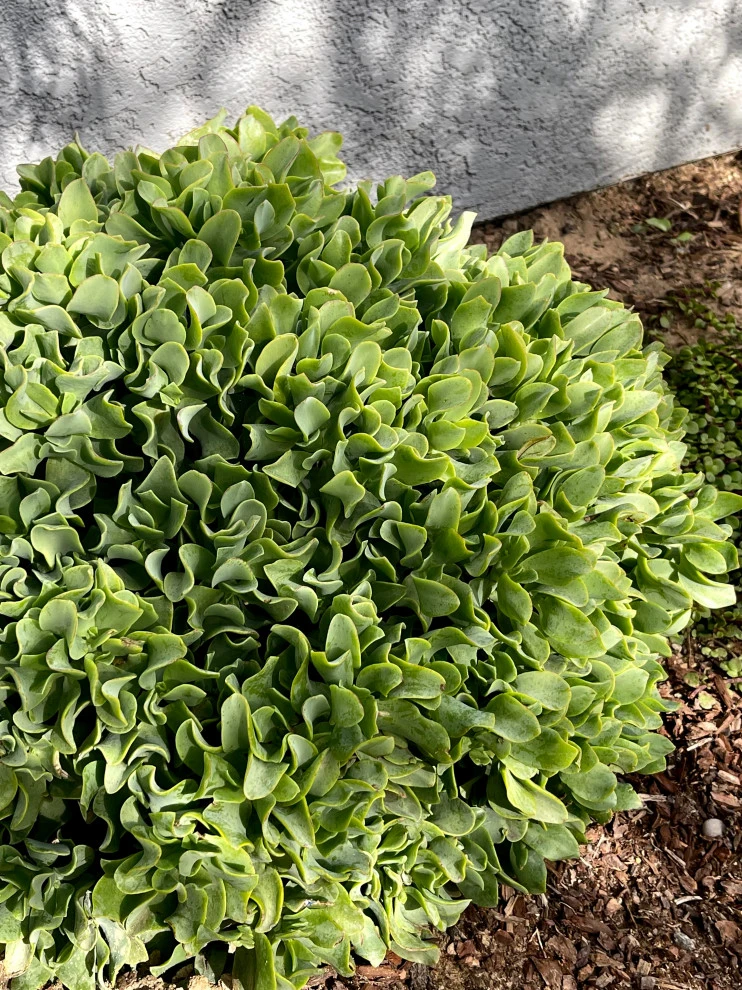 23rd Street, Manhattan Blvd by Weeds Garden Design Build LLC - Photo 12