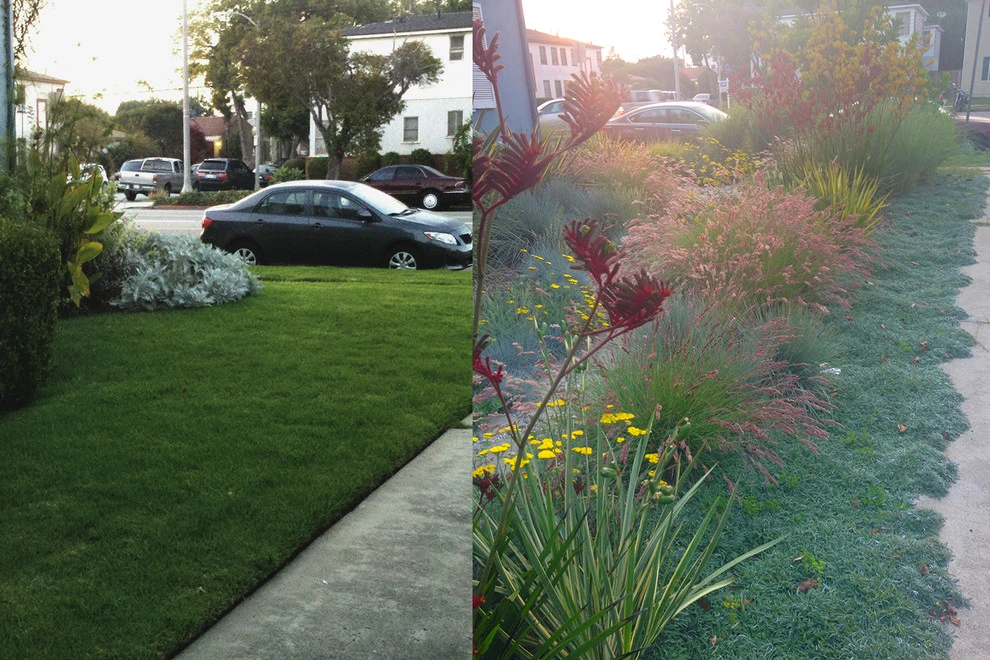Before & After Around Los Angeles by Weeds Garden Design Build LLC - Photo 8