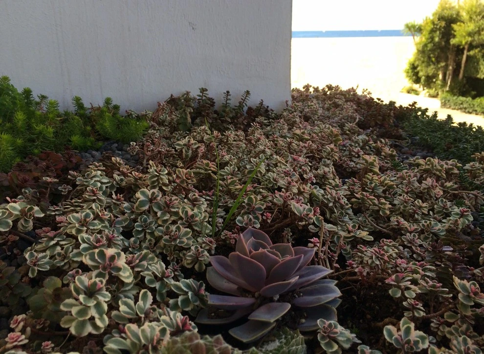 Ocean Front Walk, Marina del Rey by Weeds Garden Design Build LLC - Photo 8