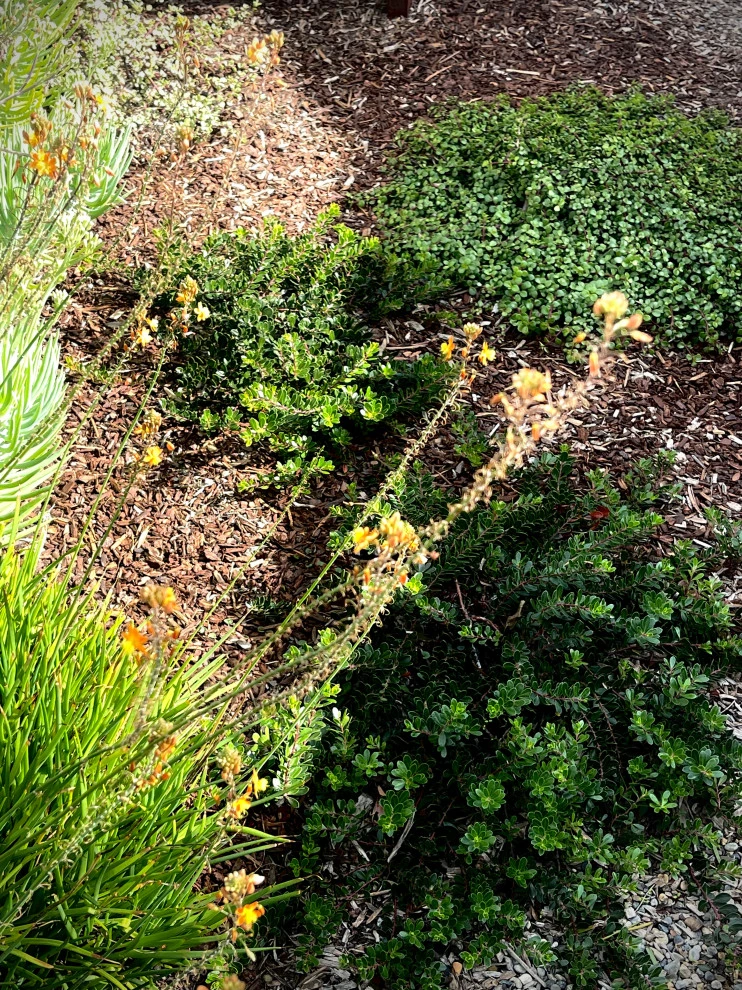 23rd Street, Manhattan Blvd by Weeds Garden Design Build LLC - Photo 19