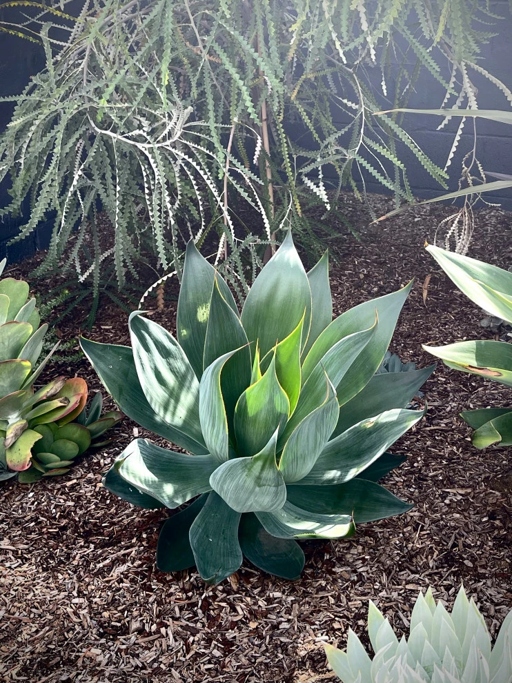 23rd Street, Manhattan Blvd by Weeds Garden Design Build LLC - Photo 4